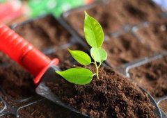 土壤養(yǎng)分檢測儀的應用主要是在哪里？